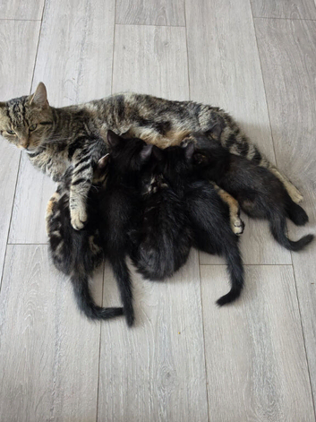 4 kittens for sale