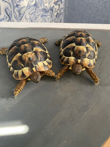 X2 Herman tortoises with enclosure and heat lamps