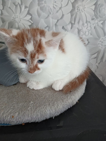 8 weeks old boy