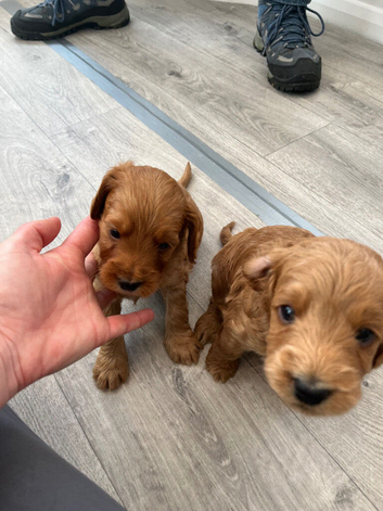 Cockapoo pups for sale