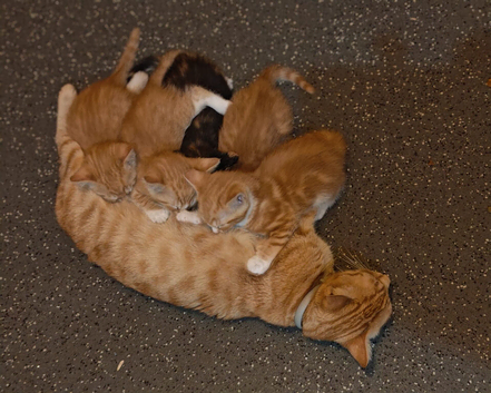 Beautiful Ginger and Calico kittens