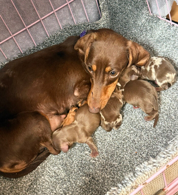 Miniature dachshund puppies