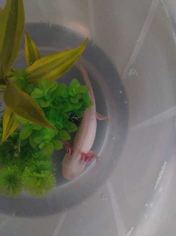 Albino axolotl