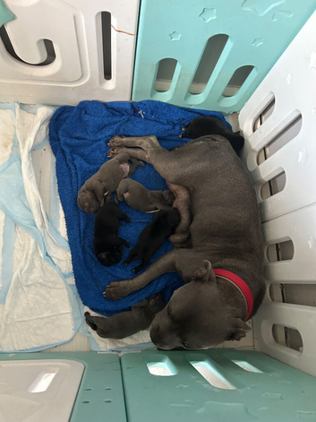 Female pup
