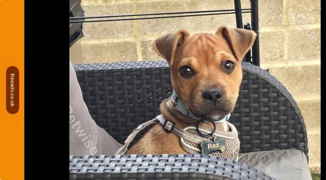 Adorable 4-Month-Old Jug Puppy (Pug x Jack Russell) Looking for a Loving Home