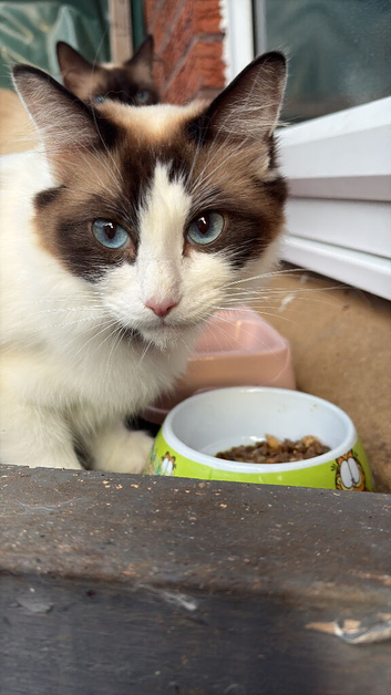Tri colour Ragdoll&rsquo;s