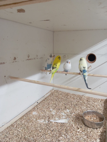 Budgies for sale &pound;20 each