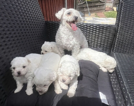 Gorgeous Maltese Toy puppies