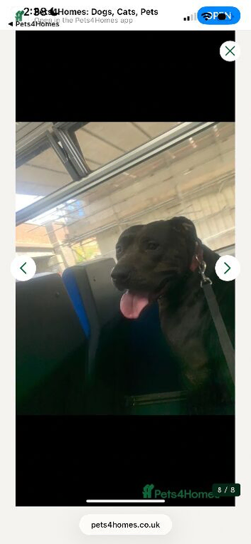 Female staffy