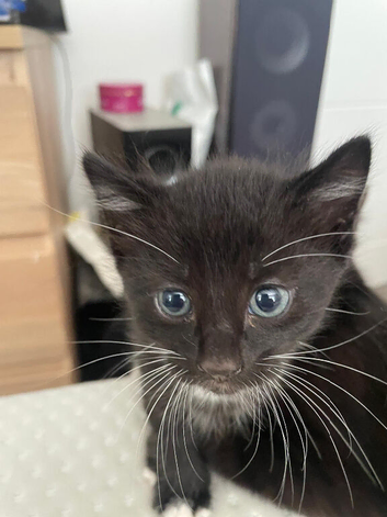 Kittens for sale