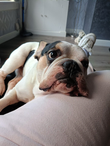 Male frenchie