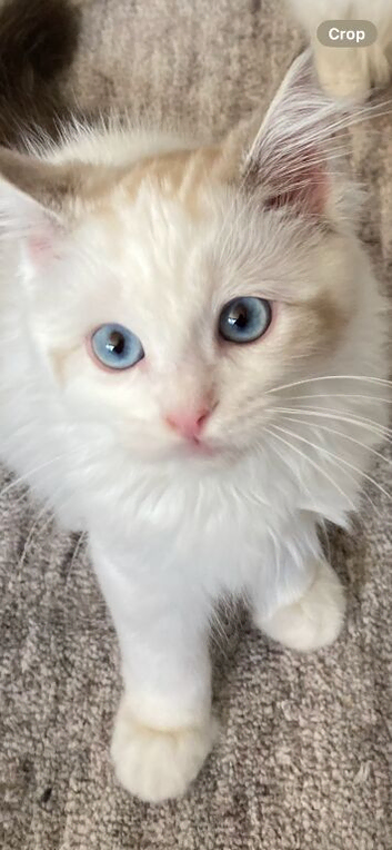 LAST GIRL AVAILABLE! TICA registered Ragdolls
