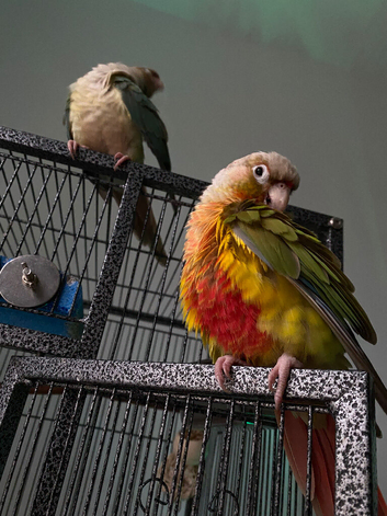 Two conures looking for a loving home