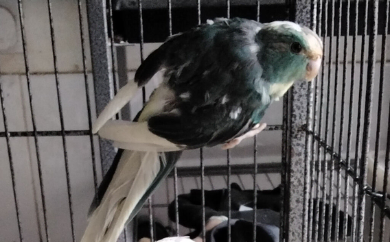 Blue / Cream Kakariki