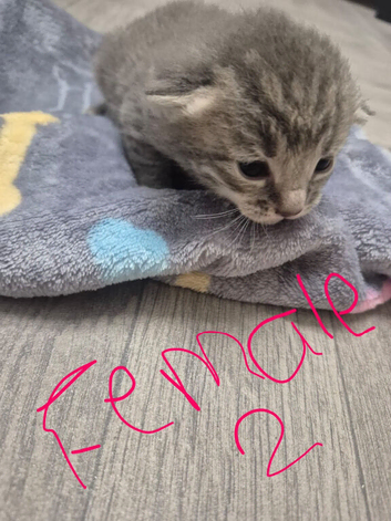 Beautiful litter of kittens