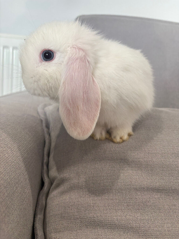 White blue eyed mini lop