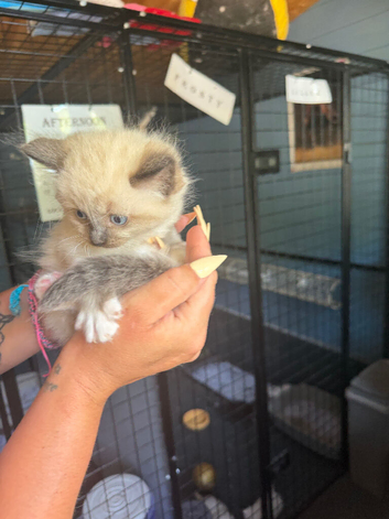 Kittens for sale 4 kittens