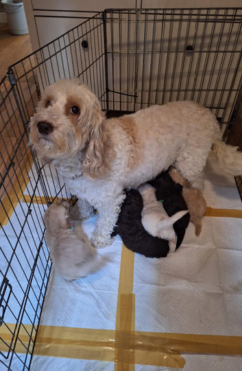 F1b cockapoo puppies