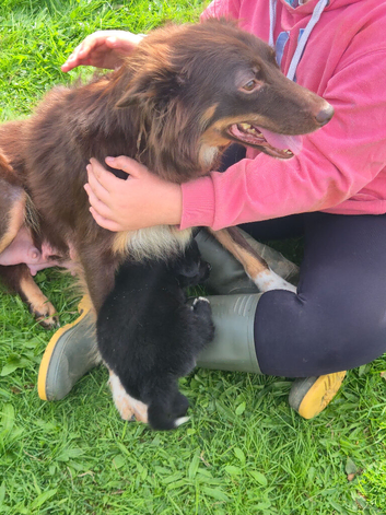 Sheep dog puppies