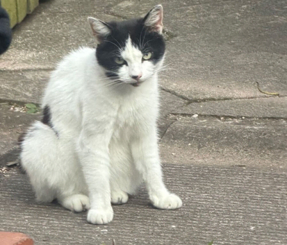 Cat for sale