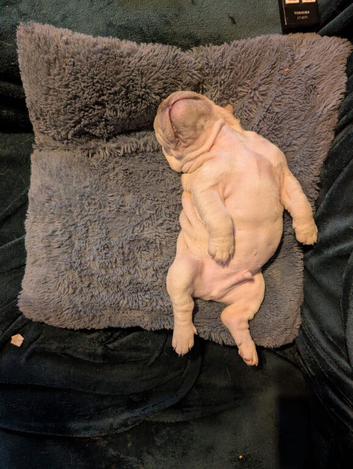 Only x1 boy left out of 6,  KC registered micro French bulldogs