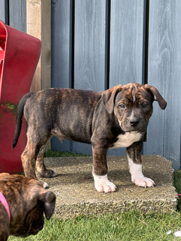 Staffordshire Bull Terrier X pups