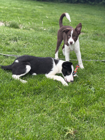 Border collie puppies