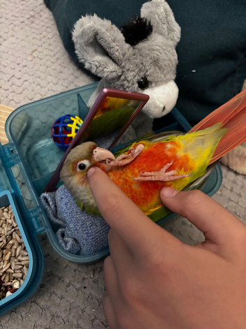 Beautiful pineapple conure hand tame and ready for a loving home