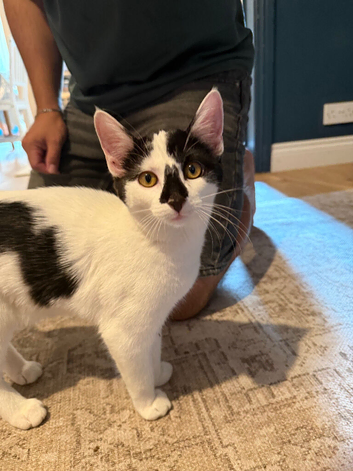 4 month old female kitten