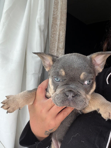 1 Blue Girl - Frenchie - Ready Now