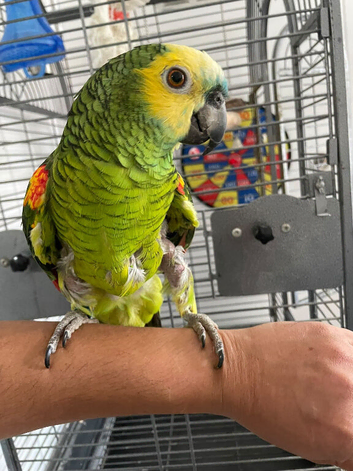 Super tame blue front Amazon