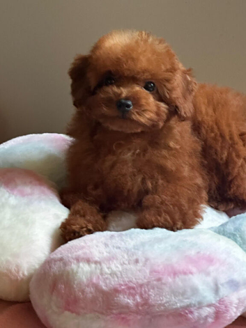 Asian Maltipoo girl 7month
