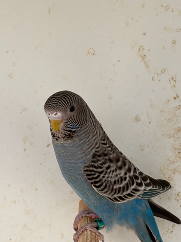 Black budgie for for sele