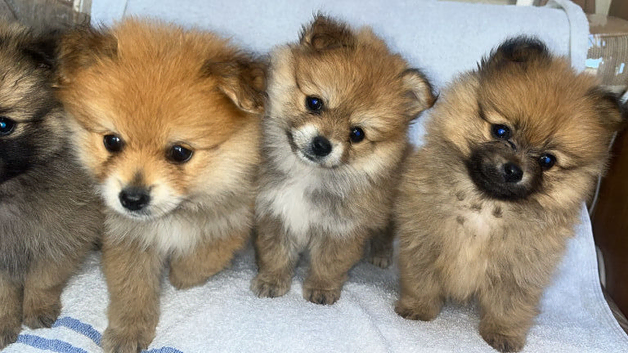 Pomeranian puppies