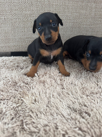 Beautiful Miniature Pincher babies