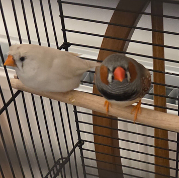 Pair of zebra finch with cage