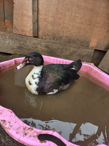 Muscovy drakes