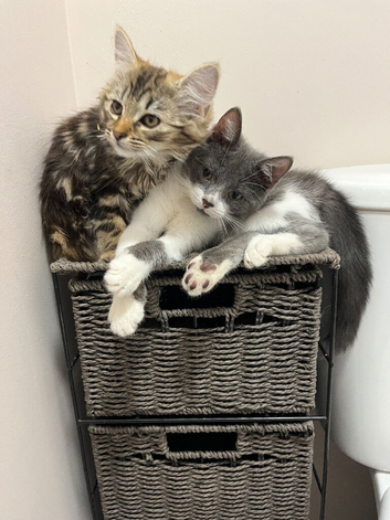 Kittens