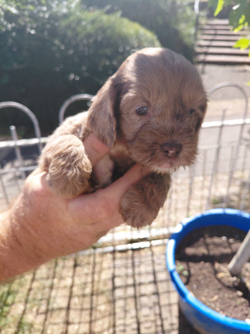 Cockapoo puppies