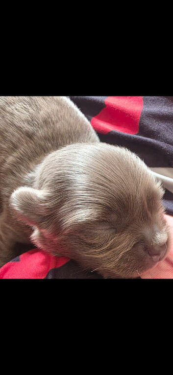 Chihuahua