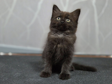 Ragdoll x Maine Coon kittens