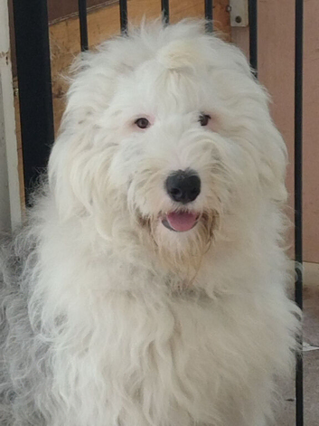 Old English Sheepdog for stud duties - family pet