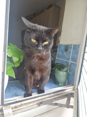 Female kitten