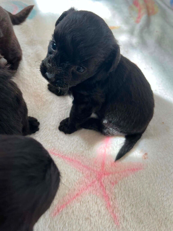 JACKAPOO PUPPIES!!