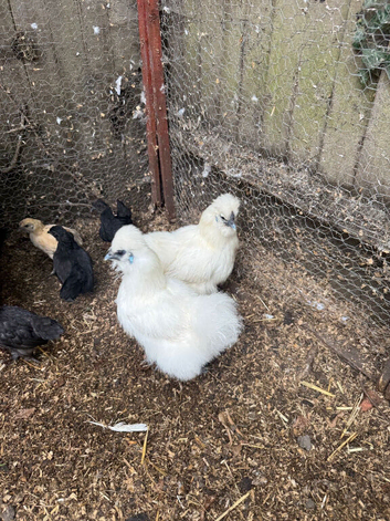 Silkie hens