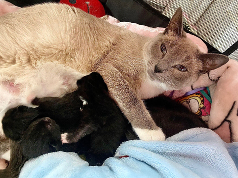 Beautiful kittens