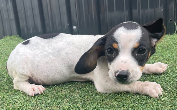 2 beautiful dachshund puppies ready for new homes!!!