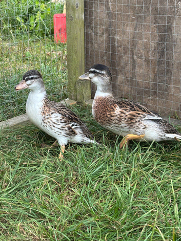 Silver Appleyard Call Duck pair