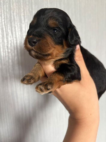 Last girl remaining!! F1B cavapoo puppies born on 1/6/26