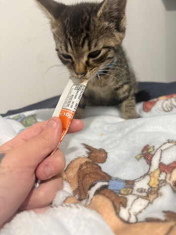 Male kitten 9 weeks